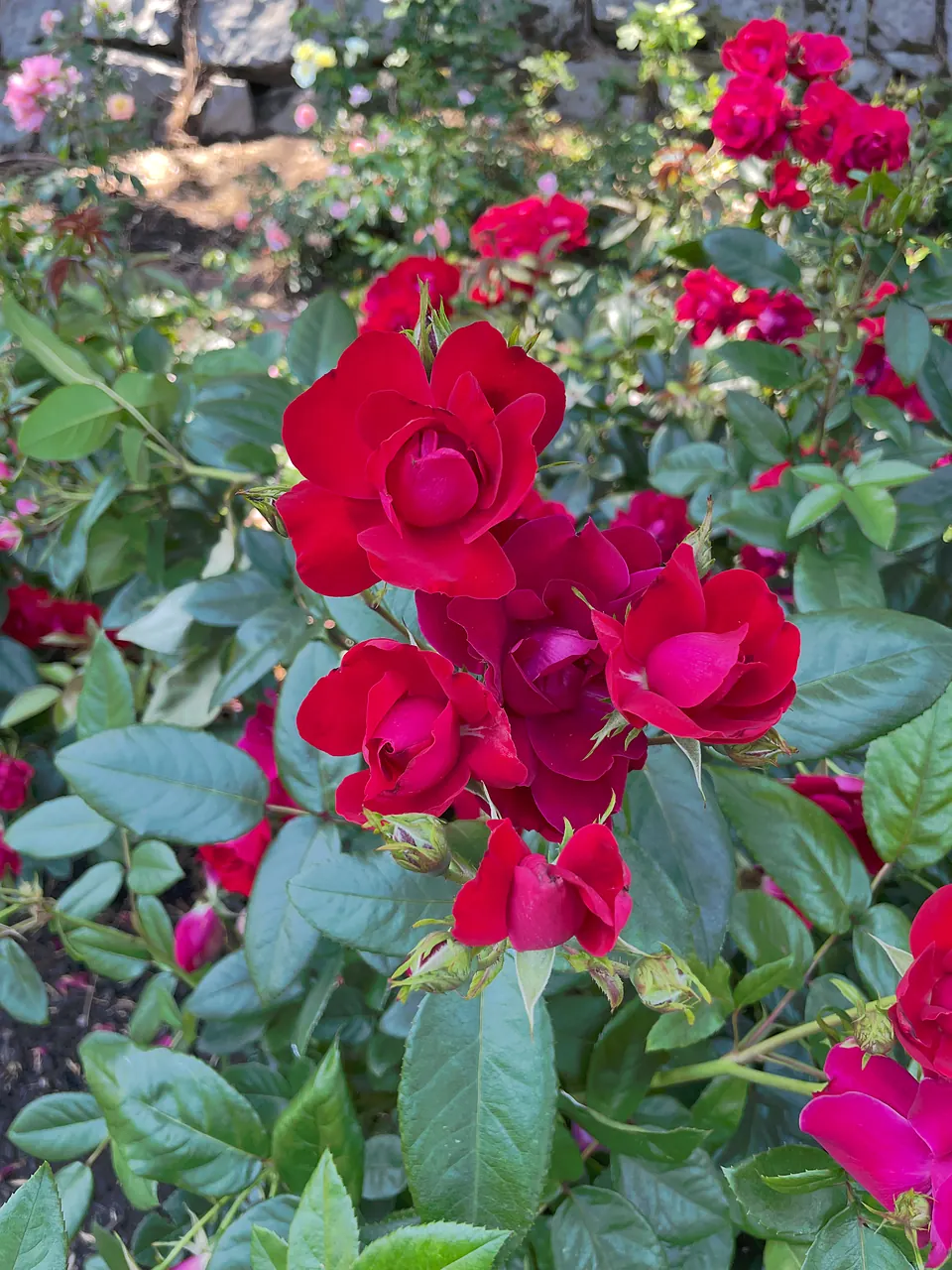 A simple rose