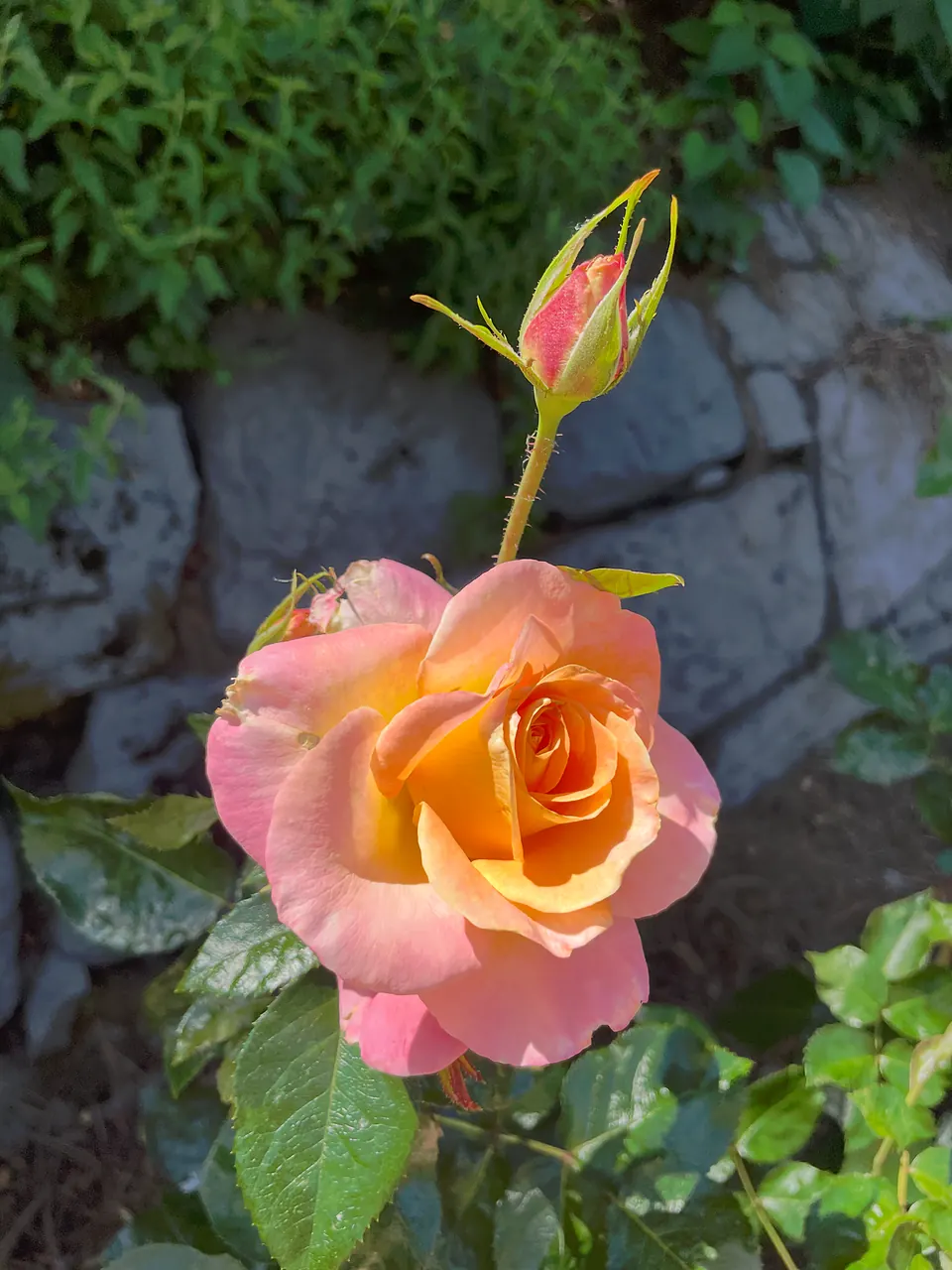 A simple rose