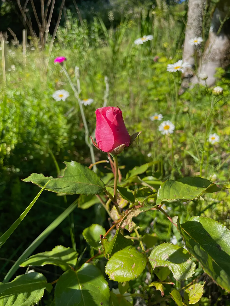 A simple rose