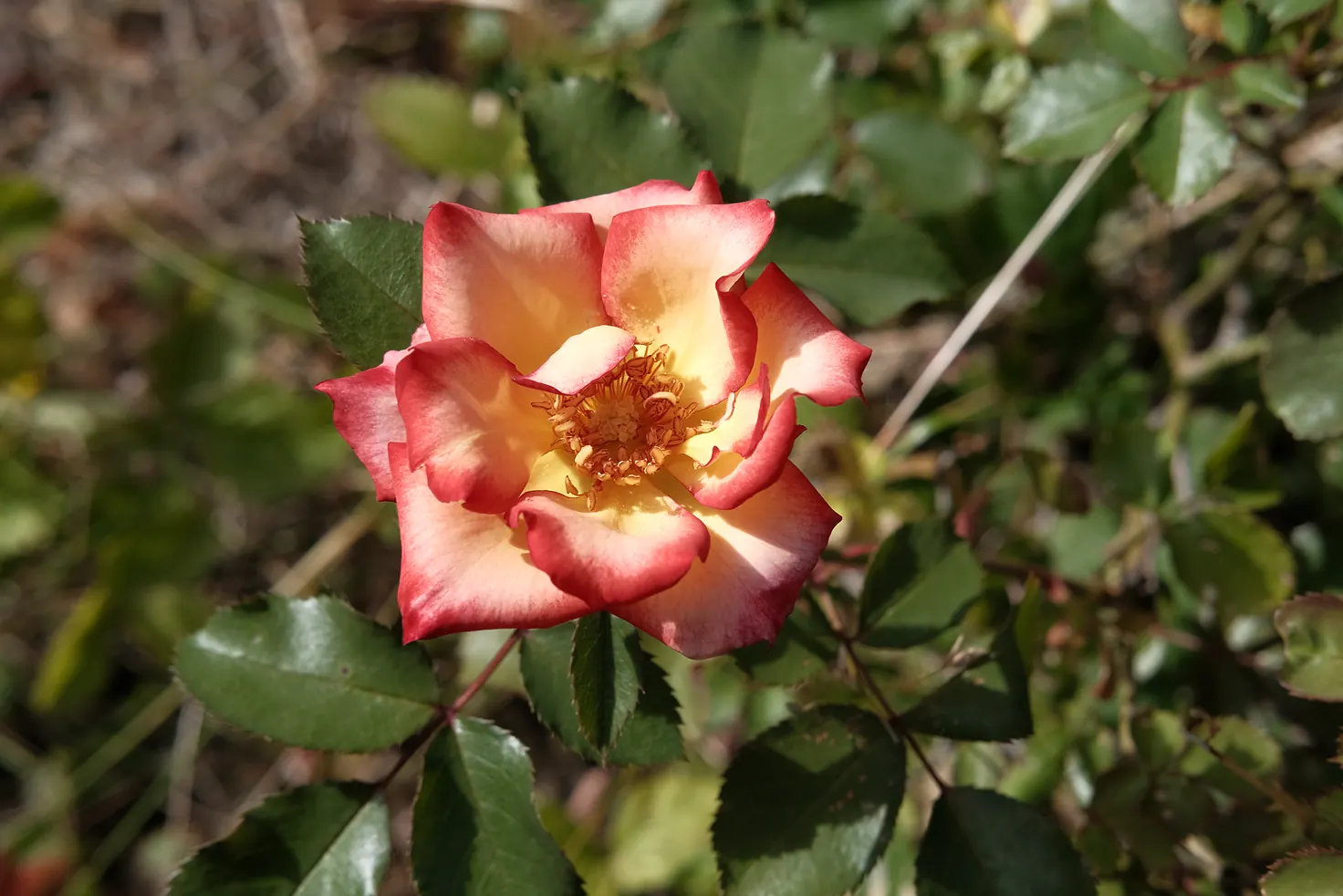 A simple rose
